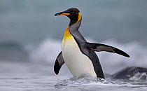 King penguin (Aptenodytes patagonicus) coming in from the sea, South Georgia Island, Antarctica.