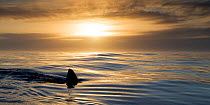 Great white shark (Carcharodon carcharias) cruising on the surface at sunset, Dyer Island, Gansbaai, South Africa