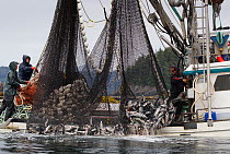 Salmon fishing boat commercially netting Pink salmon (Oncorhynchus gorbuscha) Prince William Sound, Alaska, USA.
