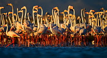 Lesser Flamingo (Phoeniconaias minor) flock at Strndfontein sewerage works, Cape Town, South Africa.