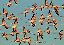 Lessor Flamingo (Phoeniconaias minor) flock in flight over Strndfontein sewerage works, Cape Town, South Africa.