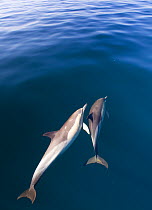 Common dolphins (Dephinus delphis) swimming near surface, False Bay, Cape Town, South Africa.