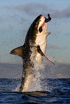 Great white shark (Carcharodon carcharias) breaching whilst attacking seal decoy, Seal Island, False Bay South Africa.