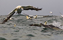 Common dolphin (Dephinus delphis) and Cape Gannet (Morus capensis) feeding on bait fish, False Bay, Cape Town, South Africa.