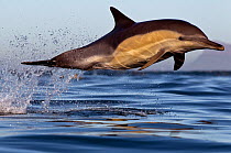 Common dolphin (Dephinus delphis) porpoising, False Bay, Cape Town, South Africa.