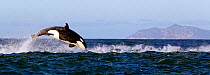 Orca (Orcinus orca) porpoising, False Bay, South Africa.