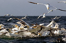 Cape Gannets (Morus capensis) feeding on sardines, False Bay, Cape Town, South Africa.