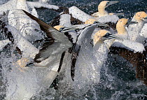 Cape Gannets (Morus capensis) feeding on sardines, False Bay, Cape Town, South Africa.