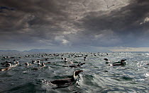 African penguin (Spheniscus demersus) group at surface with cloudy sky, False Bay, Cape Town, South Africa.