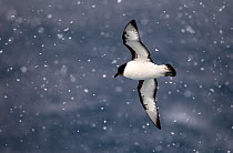 Pintado petrel (Daption capense) flying in snow, Southern Ocean.