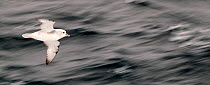 Southern Fulmar (Fulmarus glacialoides) in flight over Southern Ocean.