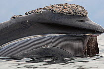 Southern right whale (Eubalaena australis) close up feeding on plankton at surface, False Bay, Cape Town, South Africa; with barnacles on head