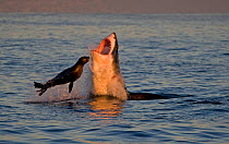 Great white shark (Carcharodon carcharias) attacking Cape fur seal (Arctocephalus pusillus) Seal Island South Africa.