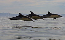 Three Common dolphins (Dephinus delphis) porpoising, False Bay, Cape Town, South Africa.