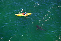 Great white shark (Carcharodon carcharias) investigating kayaker, Mossel Bay, South Africa.