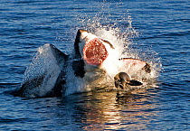 Great white shark (Carcharodon carcharias) attacking Cape fur seal (Arctocephalus pusillus) Seal Island South Africa.