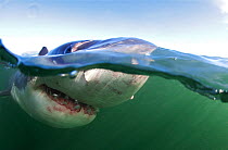 Great white shark (Carcharodon carcharias) near surface, Seal Island, False Bay, South Africa.