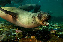 Cape fur seal (Arctocephalus pussilus) calling underwater, Seal Island, False Bay, Cape Town, South Africa.