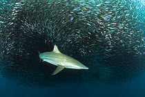 Blacktip shark (Carcharhinus limbatus) feeding on sardines (Sardinops ocellatus ) East London, South Africa