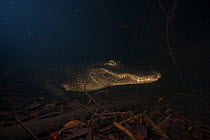 Alligator (Alligator mississippiensis) underwater portrait, Everglades NP Florida, USA.