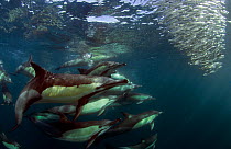 Common dolphin (Dephinus delphis) feeding on sardines (Sardinops oecllata) East London, South Africa.