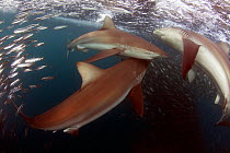 Bronze whaler sharks (Carcharhinus brachyurus) feeding on sardines (Sardinops ocellata) East London, South Africa.