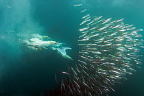 Cape Gannet (Morus capensis) feeding on sardines, Port St Johns, Transkei, South Africa.