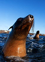 Cape fur seal (Arctocephalus pussilus) portrait, at water surface, Seal Island, False Bay, Cape Town, South Africa.