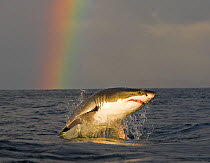 Great white shark (Carcharodon carcharias) breaching whilst attacking seal decoy, Seal Island, False Bay South Africa.
