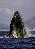 Southern right whale (Eubalaena australis) spyhopping, False Bay, Cape Town, South Africa.