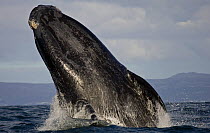 Southern right whale (Eubalaena australis) breaching, False Bay, Cape Town, South Africa.