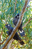 Short-billed black cockatoos (Calyptorhynchus latirostris) male (left) with preening female (right) Yanchep NP, South West Division, Western Australia. Endangered species.
