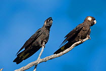 Short-billed black cockatoos (Calyptorhynchus latirostris) male (left) and female (right) Yanchep NP, South West Division, Western Australia. Endangered species.