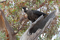 Short-billed black cockatoo (Calyptorhynchus latirostris) female at nest hollow, ?Stirling Range, Albany, South West Division, Western Australia. Endangered species.