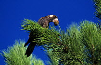 Short-billed Black Cockatoo (Calyptorhynchus latirostris) female feeding on pinecone. South West Division, Western Australia. Endangered species.