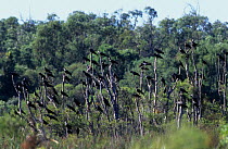 Short-billed black cockatoo (Calyptorhynchus latirostris) flock in tree, South West Division, Western Australia. Endangered species.