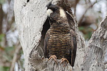 Short-billed black cockatoo (Calyptorhynchus latirostris) female at nest in tree hollow, Stirling Range, Albany, South West Division, Western Australia. Endangered species. ?