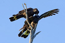 Short-billed black cockatoos (Calyptorhynchus latirostris) mating pair with another male trying to interact with the female. Yanchep NP, South West Division, Western Australia. Endangered species.