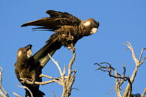Short-billed black cockatoos (Calyptorhynchus latirostris) male and female (female on the right),Yanchep NP, South West Division, Western Australia. Endangered species.