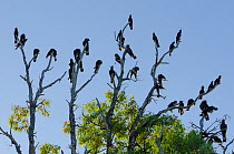 Short-billed black cockatoos (Calyptorhynchus latirostris) flock in tree, Yanchep NP, South West Division, Western Australia. Endangered species.