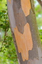 Karri (Eucalyptus diversicolor) close-up of bark, Perth, South West Land Division, Western Australia.