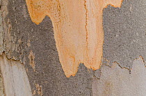 Karri (Eucalyptus diversicolor) close-up of bark, Perth, South West Land Division, Western Australia.