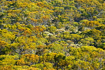 Forest surrounding Eyre Bird Observatory , Nullarbor, South West Land Division, Western Australia.