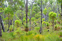 Jarrah (Eucalyptus marginata) forest with scorched trees after fires, Frankland, South West Land Division, Western Australia.