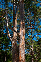 Karri (Eucalyptus diversicolor) trees near Margaret River, South West Land Division, Western Australia