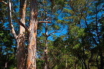 Karri (Eucalyptus diversicolor) trees near Margaret River, South West Land Division, Western Australia