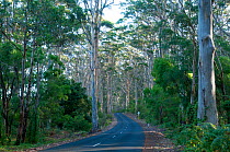 Road between Karri (Eucalyptus diversicolor) trees near Margaret River, South West Land Division, Western Australia. January 2012