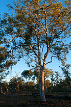 Eucalyptus tree, Stirling Ranges national park,Albany, Western Australia