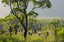 Marri trees (Corymbia calophylla) and landscape, Stirling Ranges National Park,Albany, Western Australia