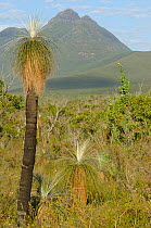 Palm tree and mountains, Stirling Ranges National Park, Albany, South West Division, Western Australia, January 2012